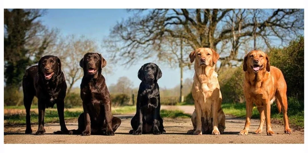 Saffi, Chadey, Nettle, Lacey & Zena.